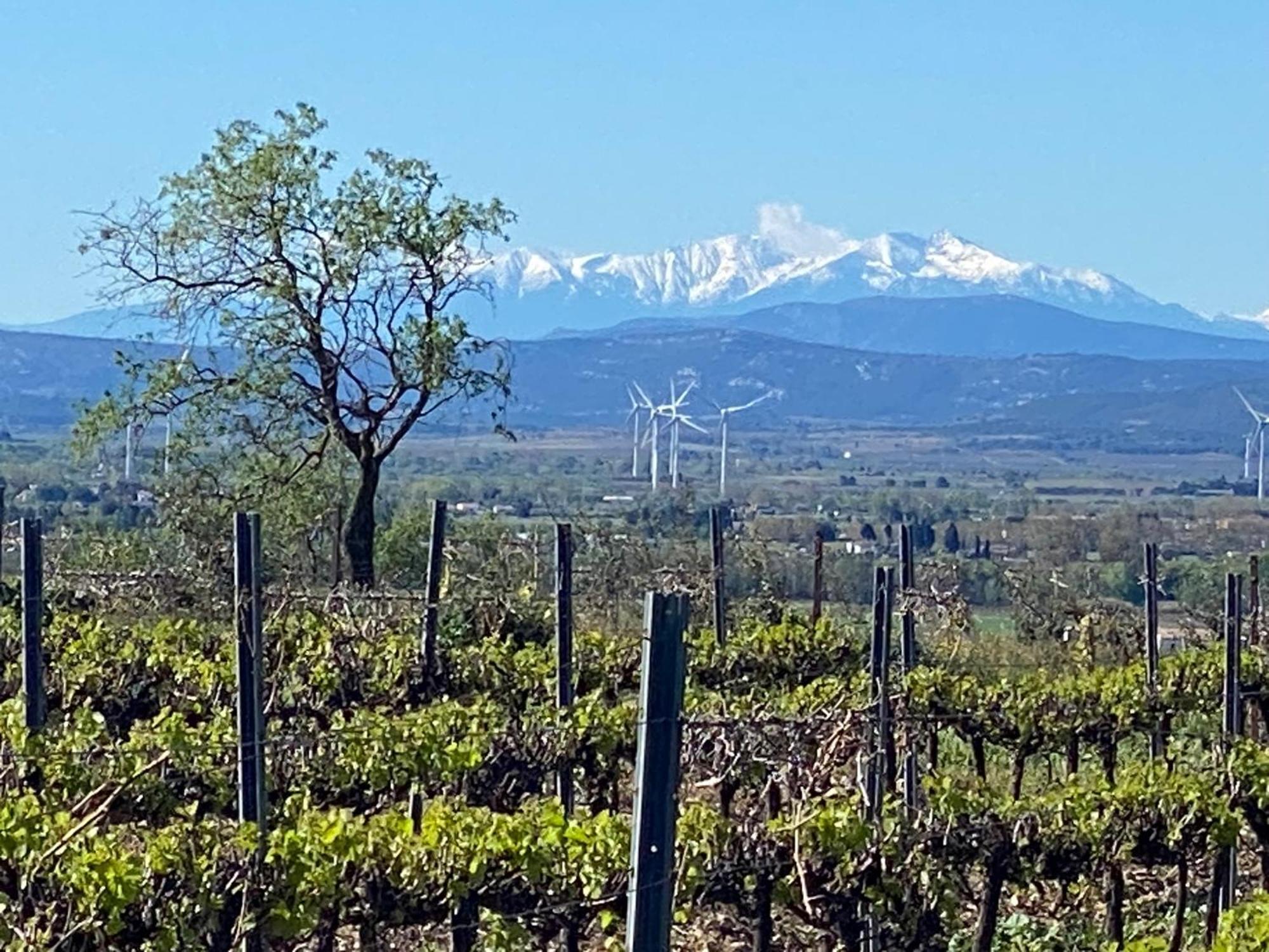 Maison Du Midi, 2 Gites De Charme Ginestas Bagian luar foto