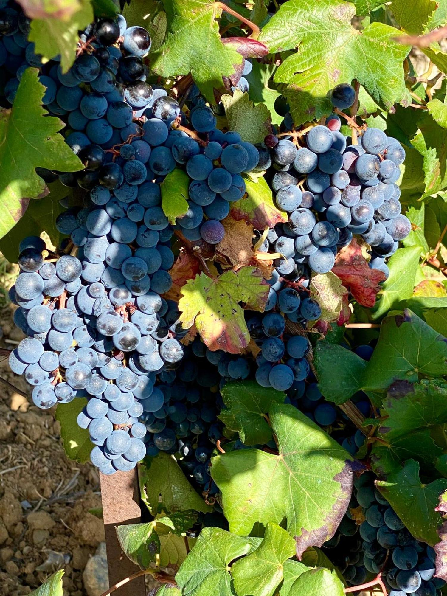 Maison Du Midi, 2 Gites De Charme Ginestas Bagian luar foto