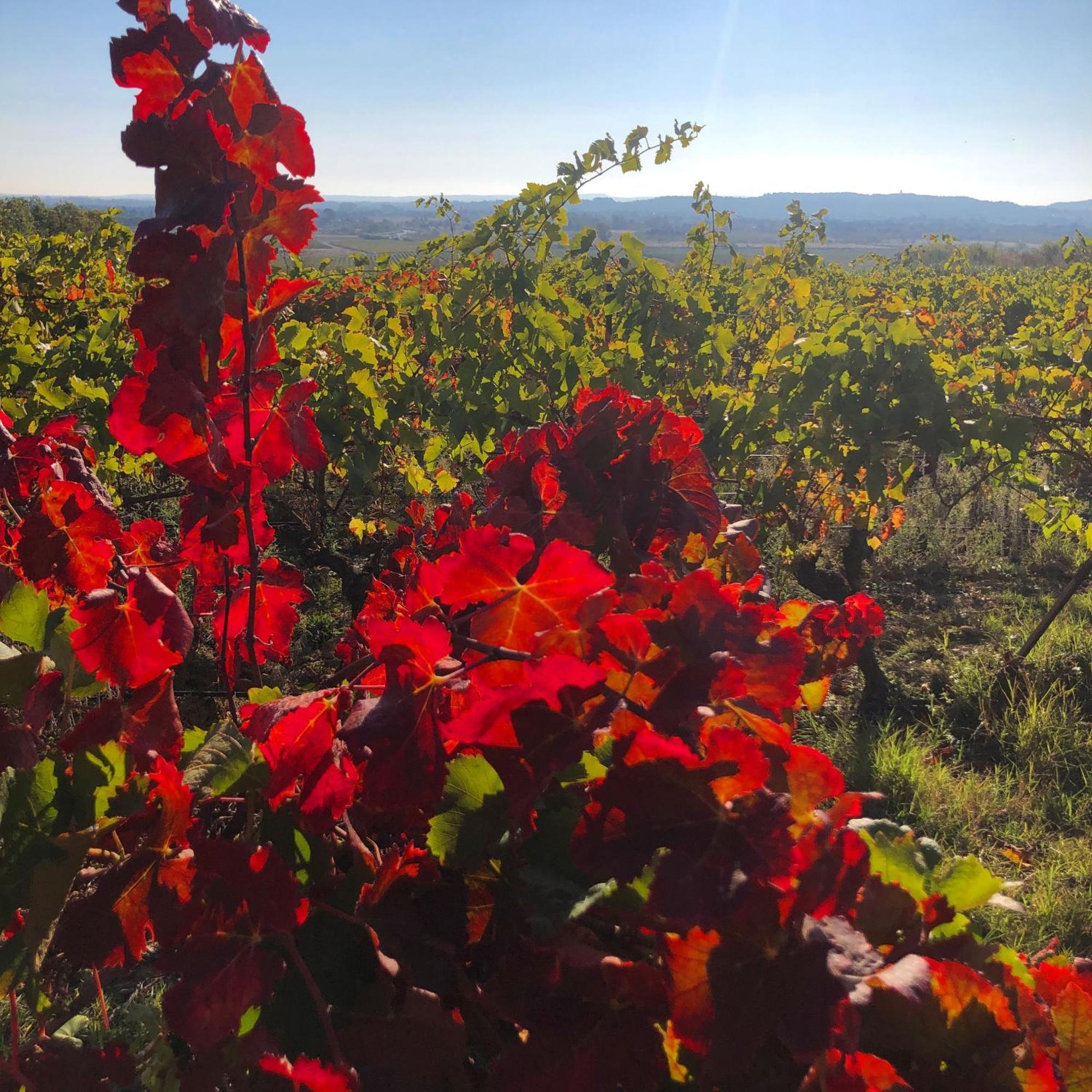 Maison Du Midi, 2 Gites De Charme Ginestas Bagian luar foto